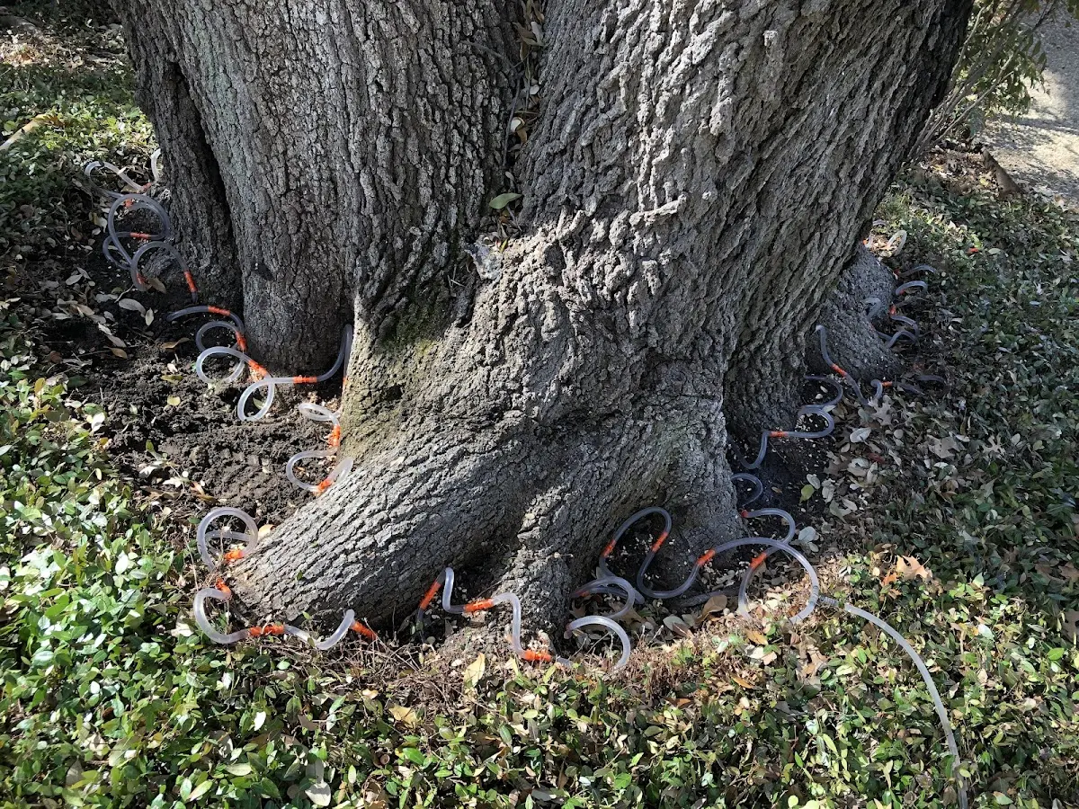Detailed Tree Cabling and Bracing job site in Reform